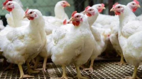 «أسعار الفراخ البيضاء والساسو تواصل التغير قبيل رمضان: تفاصيل اليوم الثلاثاء 17 فبراير 2026»