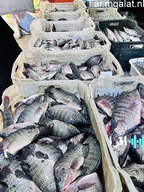 أسعار سمك البلطي وبقية الأنواع في كفر الشيخ يوم الخميس 19 فبراير 2026