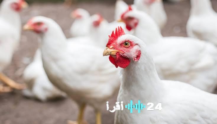 «قرارك اليوم» الأسواق المحلية تُرصد تكلفة الدواجن في مستهل يوم السبت