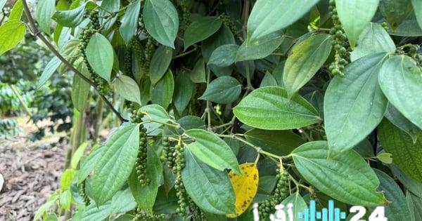 «أسعار الفلفل تشهد ارتفاعًا مستمرًا في 22 فبراير 2026»