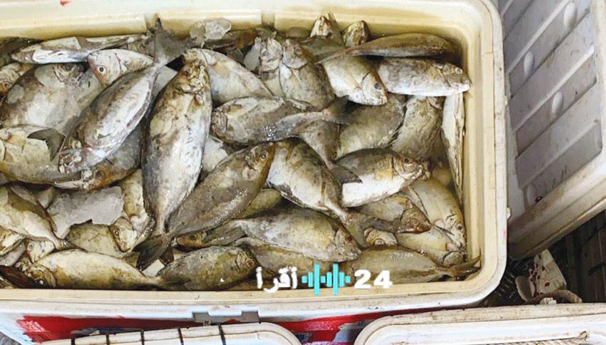الغبقات الرمضانية تعزز مبيعات سمك الصافي مع عرض خاص بـ10 دنانير لكل 7 كيلو