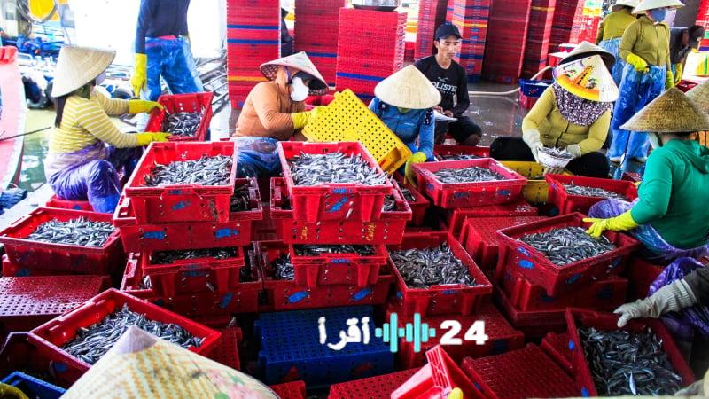 نجاح كبير لصيادي كوانغ نغاي مع وفرة في صيد سمك الأنشوجة مطلع العام