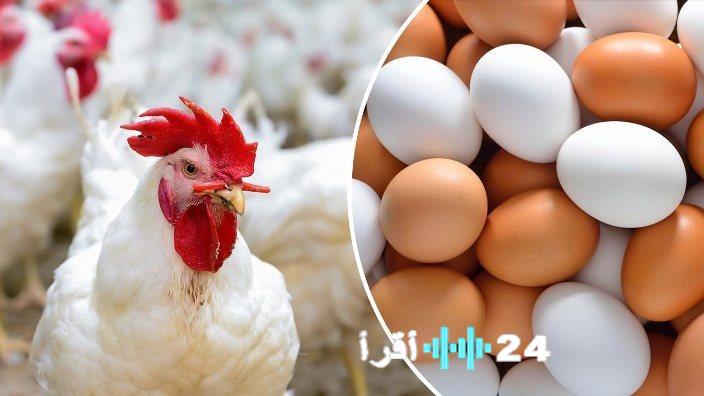 «متابعة فورية» بورصة الدواجن المصرية في الاثنين 23 فبراير 2026 مستجدات حاسمة تشكل واقع الأسعار