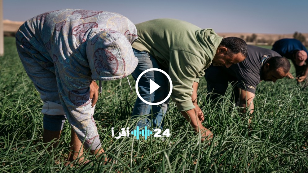 وفرة الكميات وارتفاع الأسعار نتيجة الزيادة في الطلب