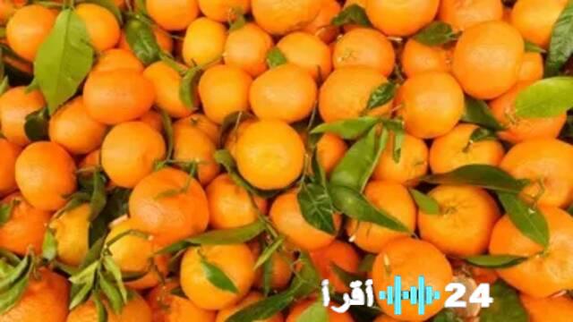 قفزة نوعية بصادرات مصر الغذائية تتخطى 300 ألف طن في أسبوع