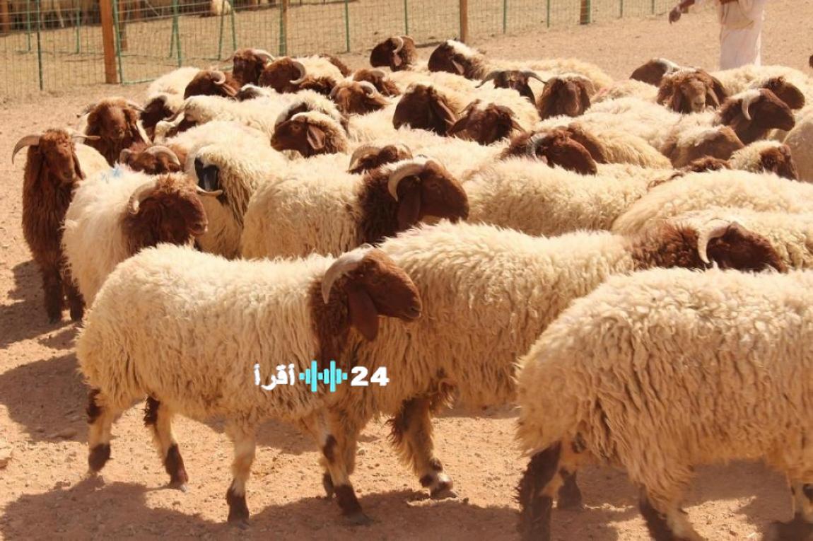 الأردن يمنع تصدير الخراف الحية لتحقيق استقرار الأسعار في رمضان