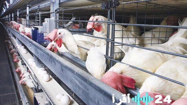 «معاناة جيوب المستهلكين» سوق الدواجن في مهب التقلبات الاقتصادية والمواطن يبحث عن متنفس