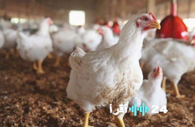 «صدمة الأسواق» الدواجن المحلية تسجل قفزة قياسية لتلامس 120 جنيهًا للكيلو في التعاملات الصباحية بمصر