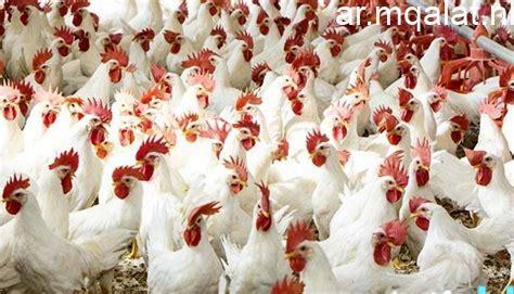 أسعار الدواجن واللحوم والأسماك في سوهاج اليوم