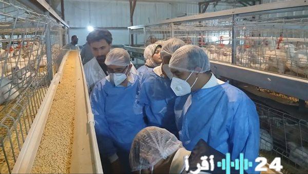 الزراعة تحسم جدل أوبئة الدواجن القاتلة بعد موجة نفوق جماعي في القطاع