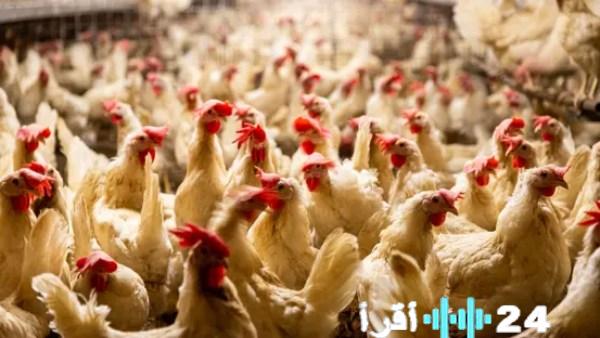 «طاولة الجدل» قفزة الدواجن تثير مواجهة حامية على الهواء بين ممثل المنتجين ومنظمة مناهضة الغلاء