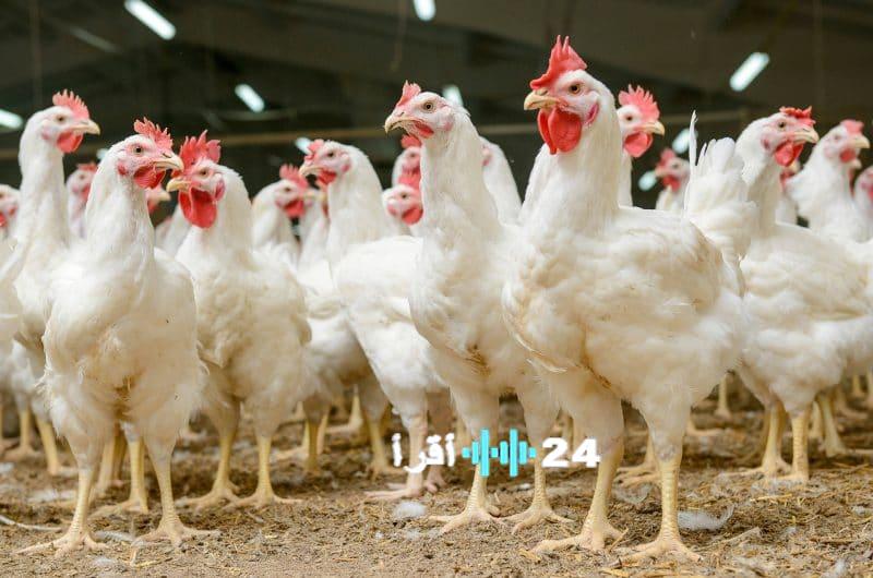 «مطلب شعبي عاجل» أحمد موسى يدعو لردع صارم بحق مستغلي أسعار الدواجن الذين يثقلون كاهل المواطن