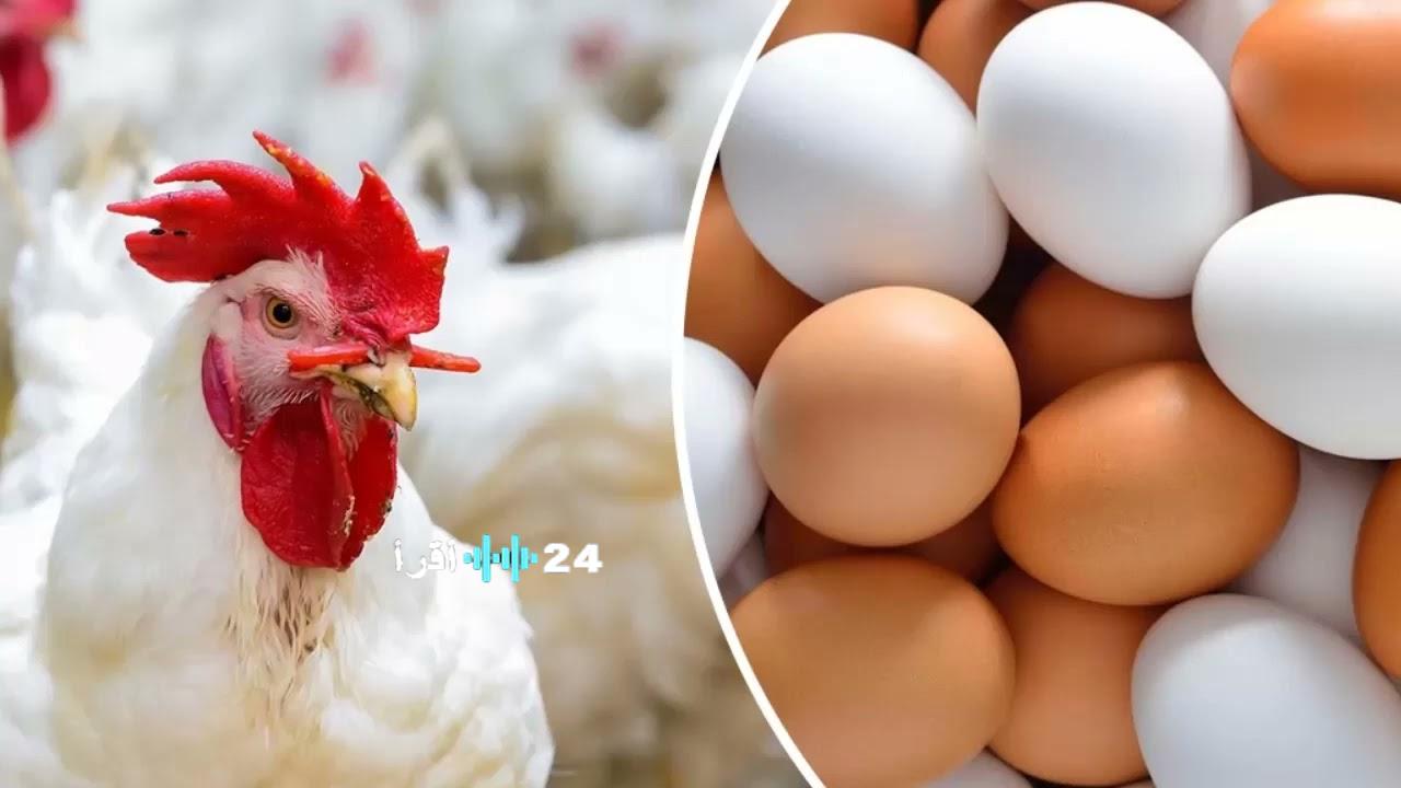 «نبض السوق يحدد خياراتك» بورصة الدواجن تكشف عن المستويات السعرية للدواجن والبيض صباح السبت 7 فبراير 2026