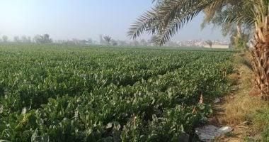 مركز المناخ ينبه إلى شتاء قاسٍ يهدد المحاصيل ويقدم توصيات هامة للمزارعين