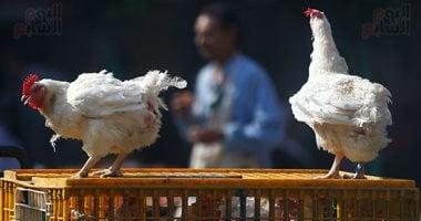 مستجدات أسعار الدواجن والخضراوات والفاكهة في الفيوم الأحد 8 فبراير 2026