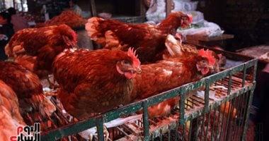 «عين على ميزانية الأسرة» 95 جنيهاً سعر كيلو الدجاج الأبيض في القليوبية خلال فاتحة شهر رمضان