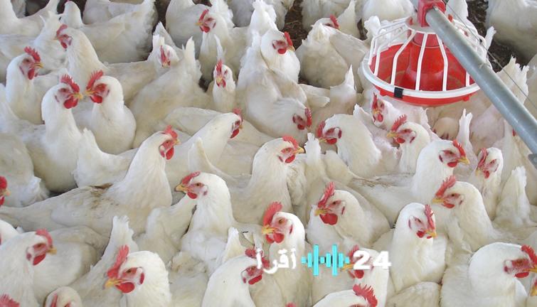سعر الدجاج يشهد زيادة ملحوظة اليوم الأحد 1 فبراير 2026 بأكثر من 5 جنيهات