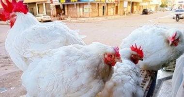 أسعار الدواجن في الأقصر اليوم السبت: الفراخ البلدي تصل إلى 130 جنيها