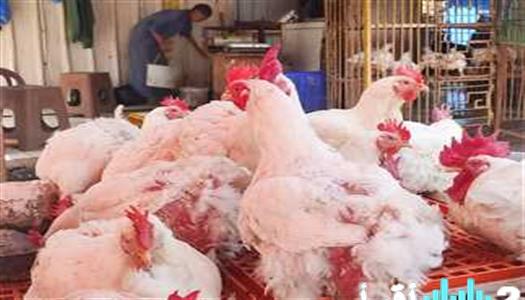 «أسعار الفراخ البيضاء والكتاكيت في بورصة الدواجن والأسواق المصرية ليوم الخميس 19 فبراير: الكيلو وصل كام؟»