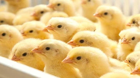 «تحديث عاجل للأسعار» بورصة الدواجن تسجل قفزة بـ 4 جنيهات في أسعار الكتاكيت والبط اليوم الأحد 1 فبراير 2026… ارتفاع ملحوظ يضرب سوق “الروص”