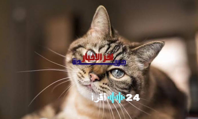 خبير يكشف السبب الصادم وراء نفور القطط من الماء حقيقة لم تسمع عنها من قبل