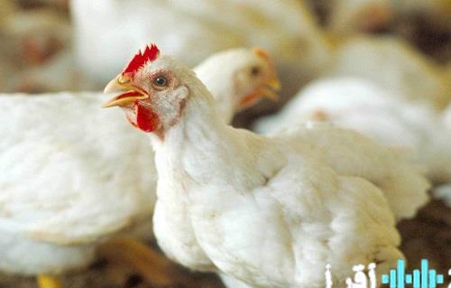 أسعار الدواجن تسجل زيادة طفيفة في الأسواق اليوم الأربعاء 11 فبراير 2026 والتموين تعرضها بسعر 100 جنيه