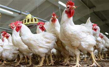 «ترقبوا آخر الأرقام التي تلامس مائدة كل بيت عربي» مؤشر الدواجن المزرعي السبت 14 فبراير 2026 ماذا ينتظر المستهلك
