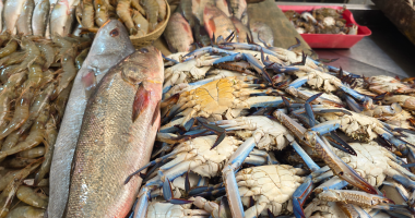 أسعار الأسماك في كفر الشيخ أبرزها البلطي الأربعاء 18 فبراير 2026