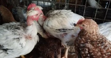 «نبض السوق» تطورات أسعار الدواجن البيضاء والبلدي في أسواق ومحلات الأقصر ليوم الأربعاء