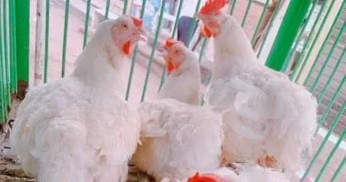 «مواجهة الغلاء وتخفيف الأعباء عن كاهل المواطنين» مبادرة “مستقبل مصر” تطلق شريان حياة جديد: الفراخ البيضاء بسعر 90 جنيهًا للكيلو لدعم استقرار الأسواق والمستهلكين