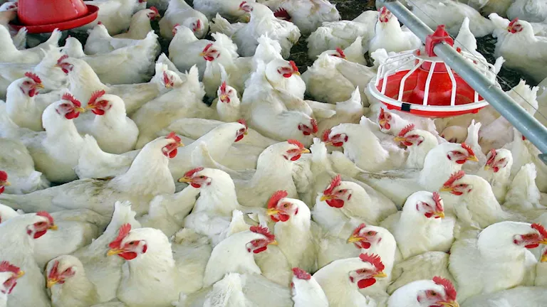 «استجابة حكومية عاجلة لضبط أسعار الدواجن مع ارتفاع ملحوظ في درجات الحرارة»