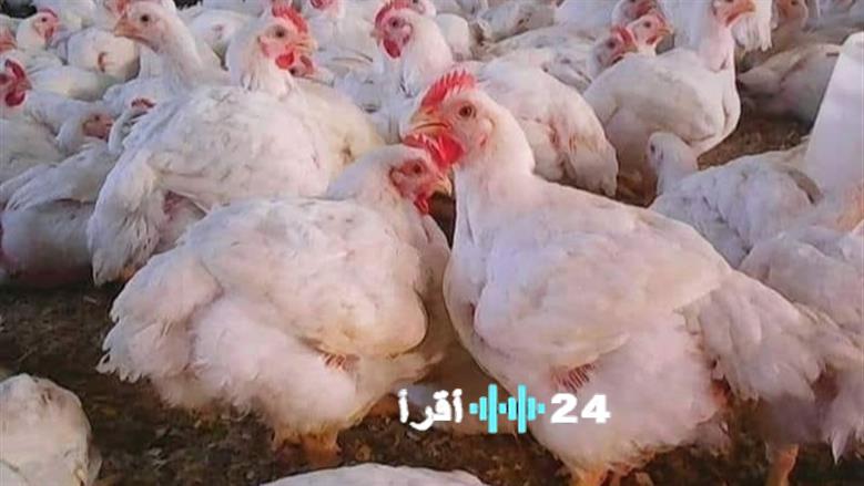 شعبة الدواجن تشير إلى احتمال تراجع الأسعار خلال شهر رمضان 2026