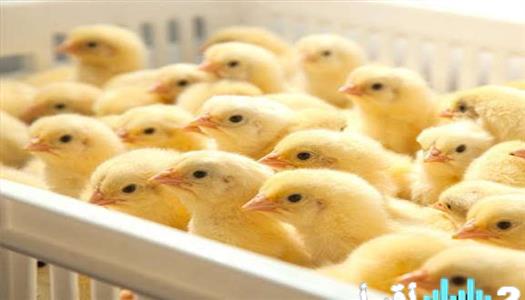 «تطورات مثيرة في بورصة الدواجن: أسعار الكتاكيت اليوم 26 فبراير 2026، هل نشهد بداية ارتفاع جديد؟»