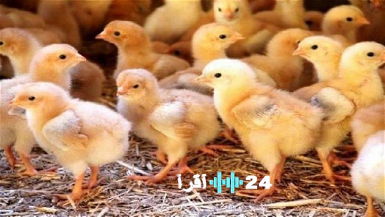 «مؤشر حيوي لسوق الدواجن» تطورات أسعار الكتاكيت ببورصة الدواجن ليوم الجمعة 27 فبراير 2026