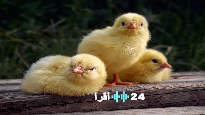 تحديث أسعار الكتاكيت في بورصة الدواجن والأسواق ليوم السبت 28 فبراير 2026