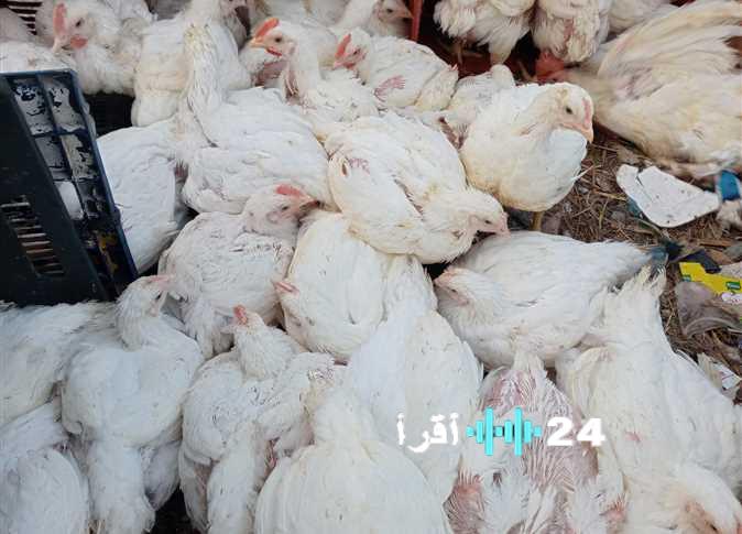 «مستجدات أسعار الدواجن: تراجع سعر الساسو وثبات الأبيض في بورصة اليوم»