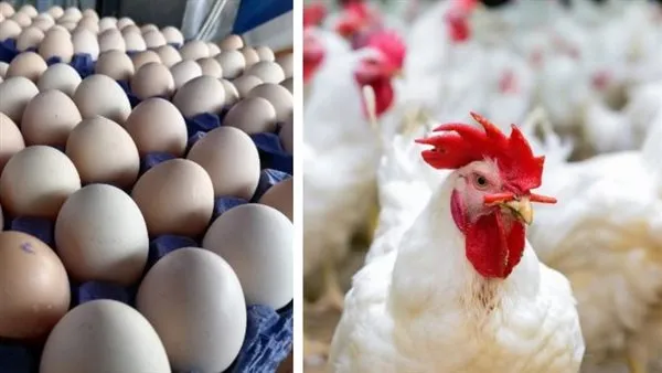 «أسعار الدواجن والبيض تسجل تغيرات ملحوظة اليوم الخميس 12 فبراير 2026»