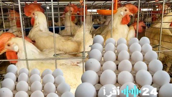 «سعر كيلو الفراخ البيضاء في مصر اليوم: مفاجأة رائعة للمستهلك قبل بدء الصيام»