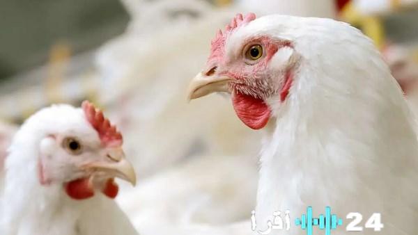 أسعار الدواجن تصل إلى 91 جنيهًا للكيلو في منافذ البيع اليوم الأربعاء 11 فبراير 2026