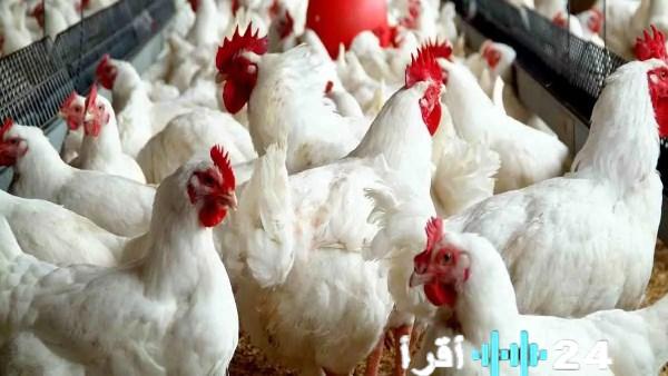 «متابعة حصرية لأسواق الغذاء الرئيسية» مستويات أسعار الدواجن الأحد 22 فبراير 2026 ترسيخ للهدوء