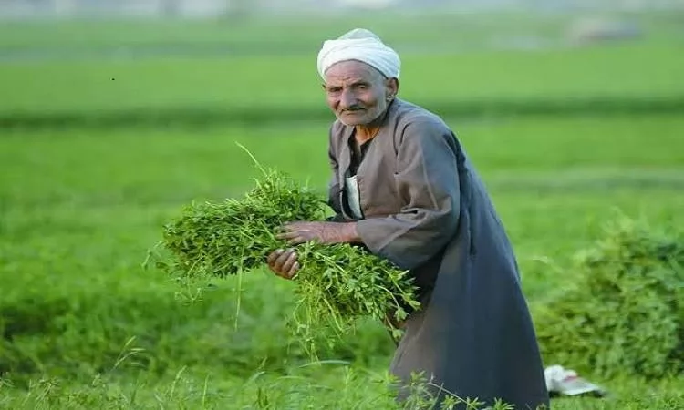 «الفلاح المصري: العمود الفقري للأمن الغذائي في ظل التحديات الراهنة»
