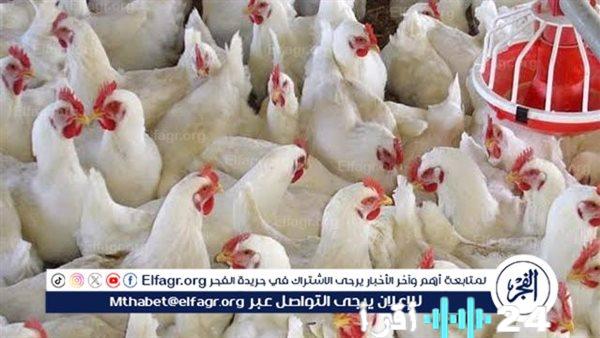 «ضغوط اقتصادية متصاعدة» أسعار الدواجن تبلغ 120 جنيهًا في أسواق بني سويف اليوم الخميس بفارق 25 جنيهًا عن سعر المزرعة