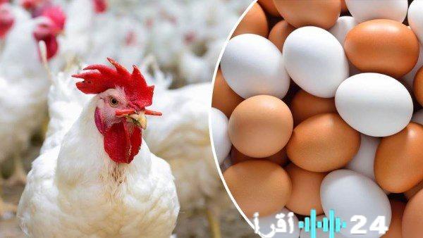 أسعار الدواجن اليوم تسجل 108 جنيهات للكيلو من الفئة البيضاء للمستهلك