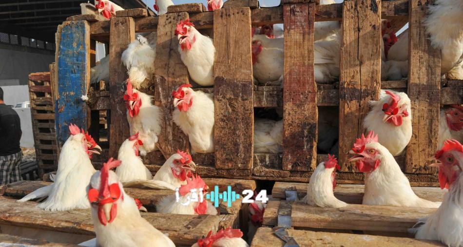 فجوة سعرية في سوق الدواجن تثير تساؤلات حول آليات العرض والطلب