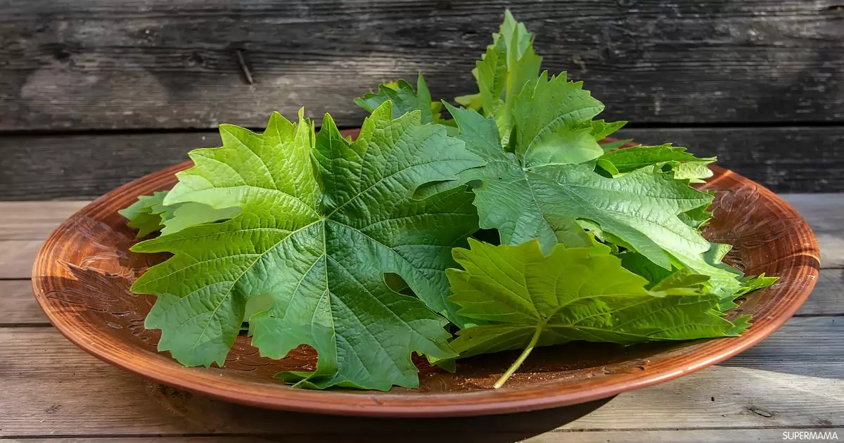 «بوابة الصحة واللذة» ورق العنب: الكنز الأخضر الذي يجمع لذة المائدة بكنوز الصحة الخفية