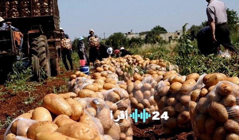 قرار “غير مسبوق” ي震ّ سوق البطاطا… احتقان واسع ووزير يوضح!