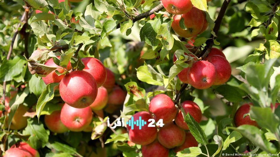 أسواق الخضار والفواكه تتألق بألوانها ووفرتها