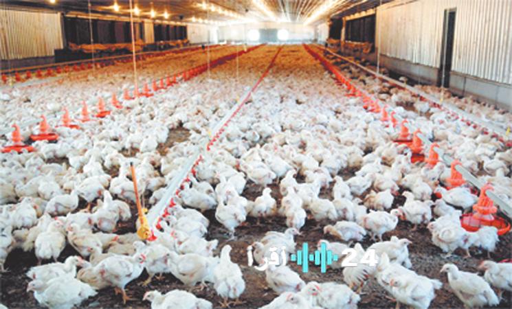 إنتاج أسبوعي يتجاوز 10.4 ملايين كتكوت يضع قطاع الدواجن في مأزق