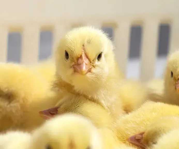 تحديث أسعار بورصة الدواجن اليوم يشمل سعر الكتكوت الأبيض وأسعار الساسو