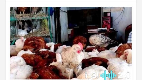 الزراعة توضح أسباب ظاهرة نفوق الدواجن بشكل غير طبيعي